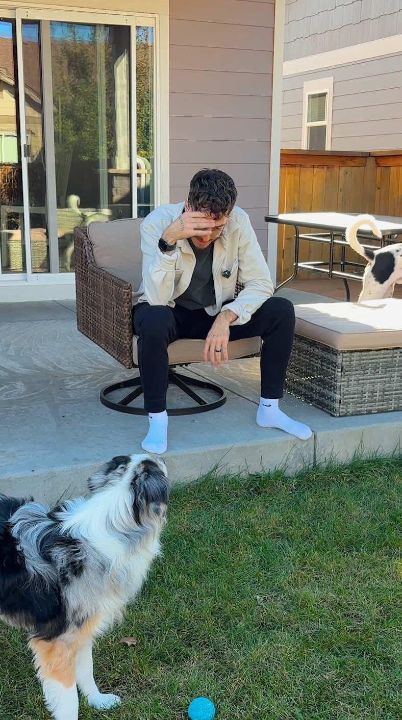 #kingloupartner Click the link in our bio for our turkey tail mushroom & beef bone broth we made with @King Lou! #thebkpets #bonebroth