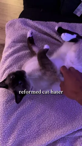 my friend’s cat disappeared for a week in the middle of Arizona summer/monsoon season & waltzed back in like nothing happened…they gotta be magic #tinycat #catsoftiktok #icedoutcat 