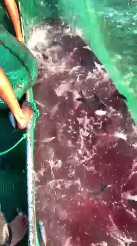 pikul rata🐟🐟🐟🔥🔥 Km Raka🔥🔥🔥 #fypppppppppppppppppppppppppppppp  #nttpride🏝🔥fypシviral  #promomakanharian 