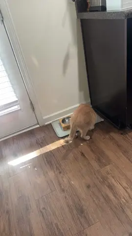 They act like they’re starving 😩 #foryoupage #catmomlife #catlover #catsoftiktok #zyxcba 