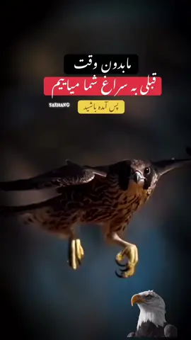 #🦅🦅 #🦅 #🐺🦅 