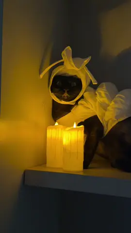 anak neng berubah  #nengkucing #catsoftiktok 