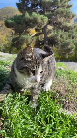 🏔️… #şəkiazerbaycan🇦🇿 #fyppppppppppppppppppppppp #global #keşfetbeniöneçıkar #kəşfet 