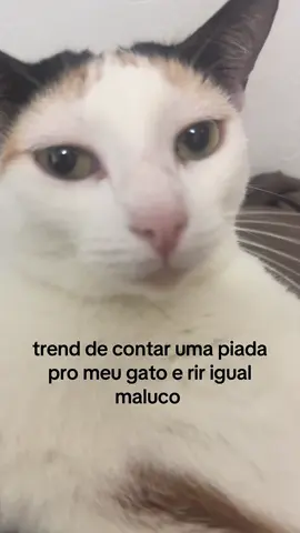 kkk ela ama o papai #fyp #viral #gatos 