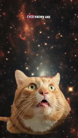 The end of everything ever #choptober #endoftheuniverse #universe #bigfreeze #orangecat 