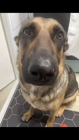 Dog whining #fyp #dog#dogwhining #funny