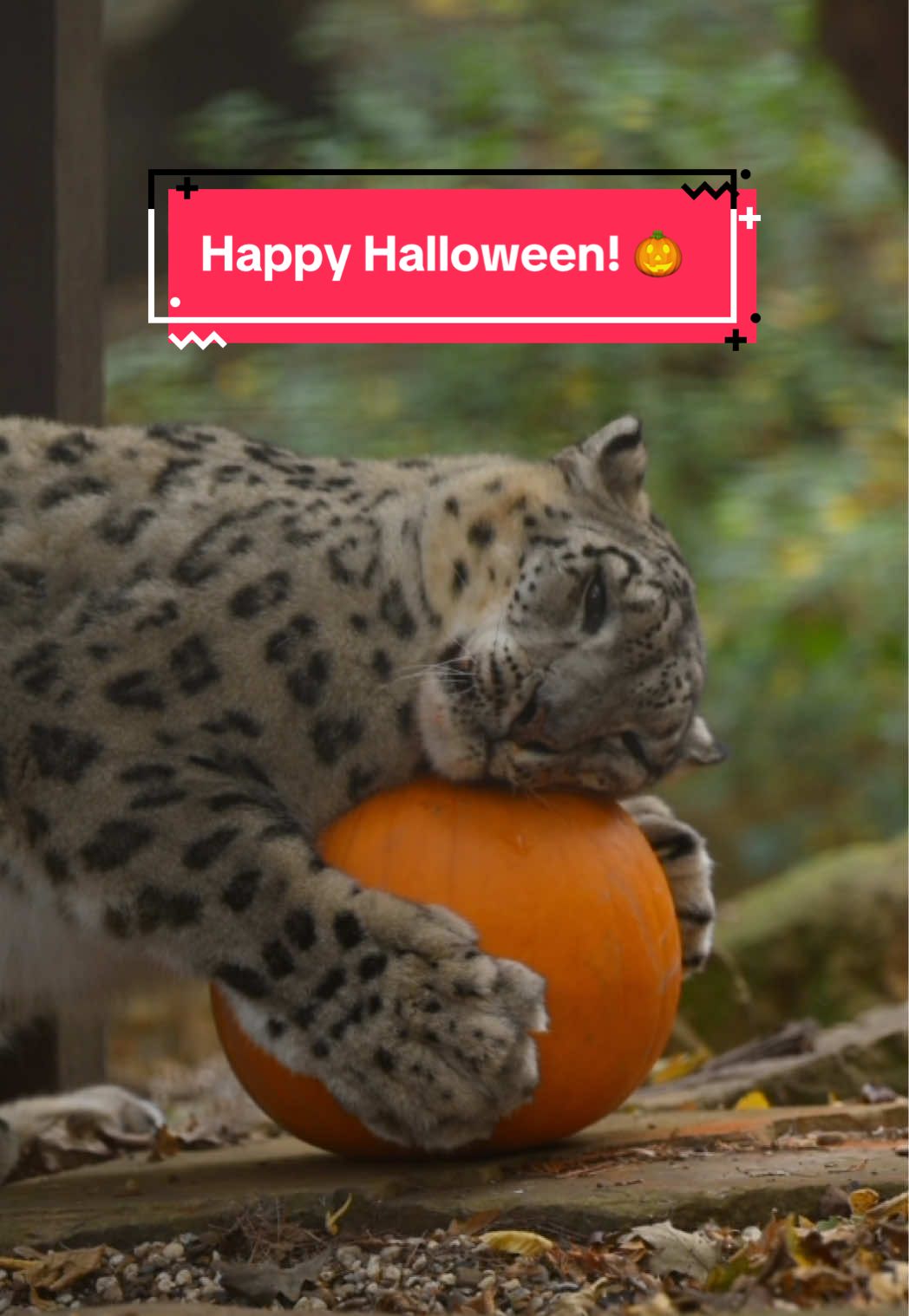 Happy Halloween from Jessie! 🎃 It’s officially Halloween, and what better way to celebrate than by treating our adorable snow leopard, Jessie, to her very own pumpkin! 🧡