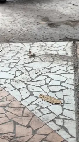 🤩#mxsolostyle #mxking150 #mxsoloraya 