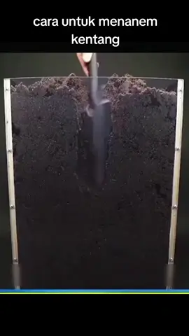 buah kentang#nontonditiktokaja #fyp 