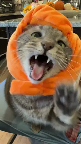 Diz is pumped 🤣 #fyp #foryou #foryoupage #halloween #cat 