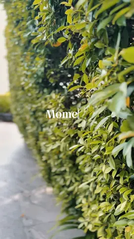 October memories to be remember.. Anniversary celebration to us.. May Allah Bless Our Relationship.. Forever Remains And Never Come To The End.. Thank you Dear for the trips.. Gambar Banyak Tapi lepas mabuk laut naik ferry entahlah xlarat dh nak cari … BTW beautiful view..nice Food.. next time kalau ada speedboat kita dtg lagi k..😩😩😩 if u want to stay koh lipe better u try here.. 4days3night here.. KLIA —> Langkawi —> Koh Lipe #CapCut 