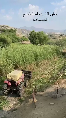 حصادة الذره علف للغنم 