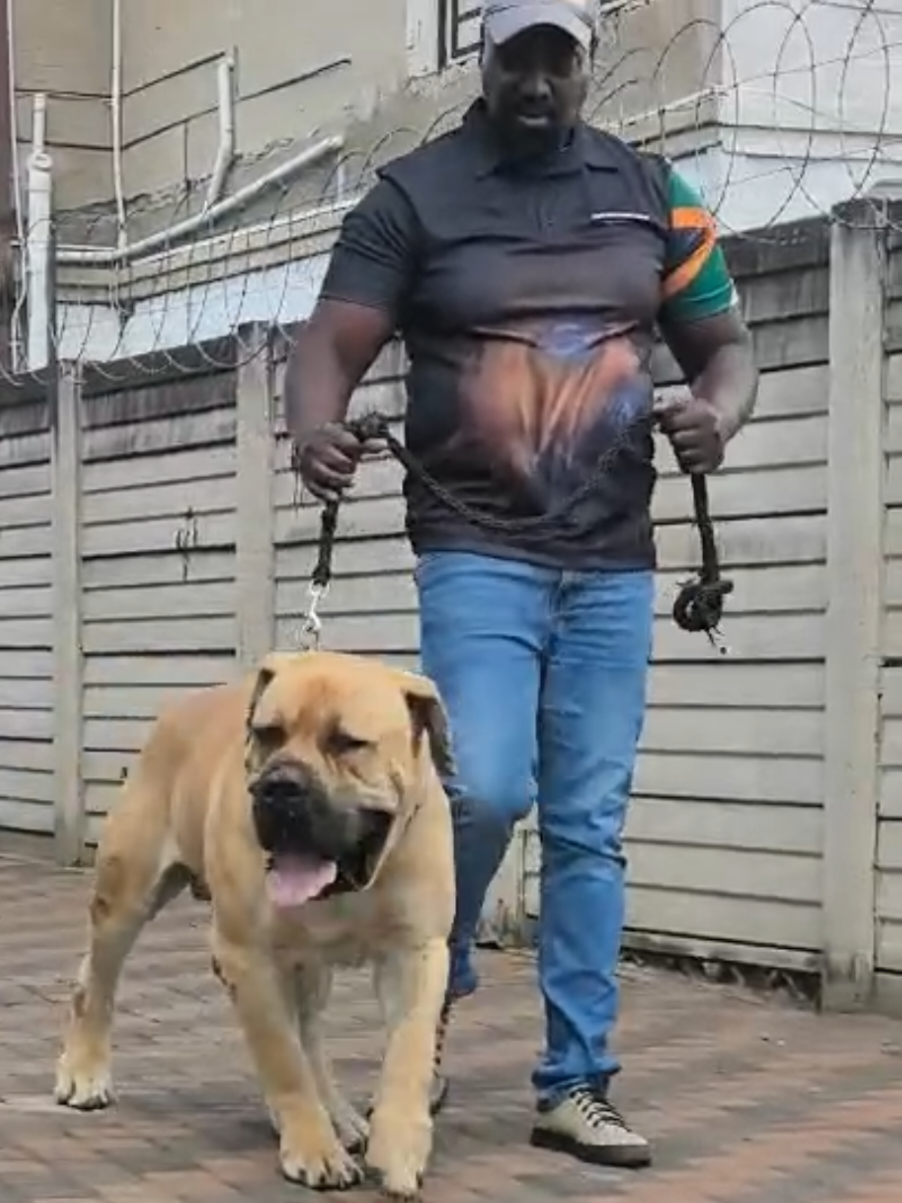 Kennel visit today from Abafanabomlungu kennels. Always good to have our good friend around. #boerboels #dogvids #uniqueboerboels #dogs #boerboel @MSHENGU BAFANA BOMLUNGU @ROADBOY @ALPHA DELTA @D1nOnlySooJ @TMM Automotive @user72745741849 @BuckinooO @Zachery Van wyk @Andre En Corney Louw @Tanya Nelson @Anita_Augustine @Boerboel Hub - Mastiff Hub @Cerwin Moodley @𝑯𝒂𝒓𝒊𝒔𝒉𝒌𝒂♡ @it's_aiden @KWT_MASTIFF🇰🇼 @kratos @𝓚𝓪𝓶𝓲𝓵 @k2 @Mr_Shooby @TshethlanaYaBakwena @UBON BOERBOEL(THAILAND)🇹🇭 