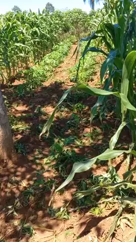 Mi viejo trabajando💪👏