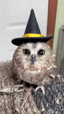 Abracadabra ✨ Alakazam 💫 Happy OWL-o-ween from our newest ambassador, Chan! “Chan” is a Northern Saw Whet Owl who came to Operation Wildlife in 2024 after being hit by a car. He suffered head trauma and a fractured left wing. This incident has left him permanently disabled, preventing his release back into the wild. He now has a home with us as an ambassador for his species and will be accompanied by our volunteers on educational programs to provide an up-close view to learn about their injuries and characteristics. We’re proud to offer you the opportunity to support our educational programs by allowing you to “adopt” our public education animals. Your adoption fee helps to provide the continued care of “your animal.” Adoption fees help pay for food, veterinary care, and equipment expenses.  The adoptees remain at our facility, but you may “visit” and observe your animal on site during our annual October Open House or December Santa Claws event. Adoptive parents receive an Adoption Certificate and 5”x 7” photo of the bird they’ve adopted!  Trick or “treat yourself” to a new feathered friend by going to our website and clicking the education tab today! #operationwildlife #wildliferehabilitation #kansaswildlife #nonprofitorganization #wildlifeeducation #