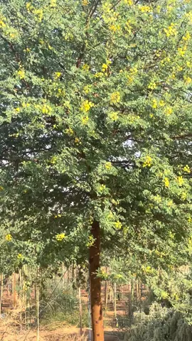 قرض ، سدر ، سرسديوم ، غاف #الرياض_الخضراء #السعودية_الخضراء #explor #اكسبلور #الشعب_الصيني_ماله_حل😂😂 