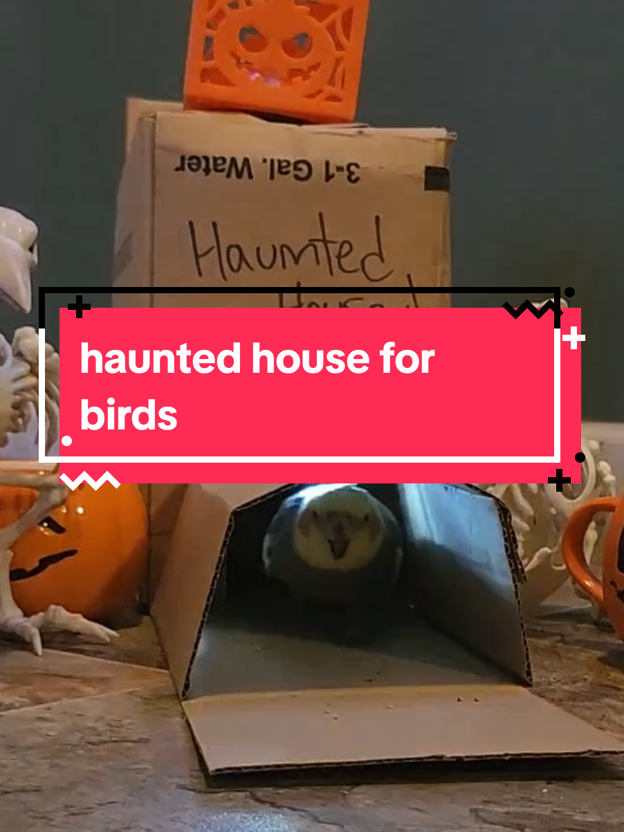 happy halloween frens!  we doing full size millets for trick or seeb and smokey made a haunted house #hauntedhouse #spooky #funnybirds #cockatiels 