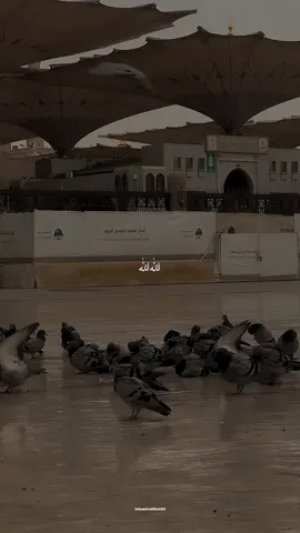 Allah Allah♥️#unfreezmyaccount #tik_tok #viral #naatsharif #islamiceditz559 