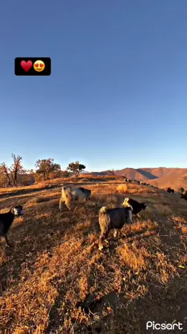 #xuakurky #sidakan_soran__hawler__kurdisttan #foryoupage #foryou  @TikTok @#foryou 