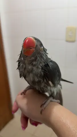 É muita fofura mãe 😍🥹🦜 #foryou #ringneck 