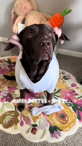 Happy Halloween  Maya pawter of Dogwarts 🧙 & Dobby the house elf  #halloweencostume #harrypotter #dogcostume #dogsoftiktok #harrypottertiktok 