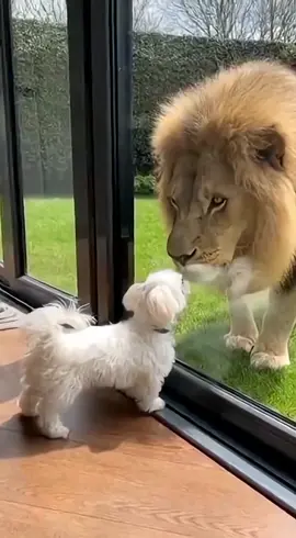 When your mouth writes checks your courage can’t cash 😂😂😂😂 #funnydog #lionvsdog #barkvsbite #viralvideo #dogsoftiktok 