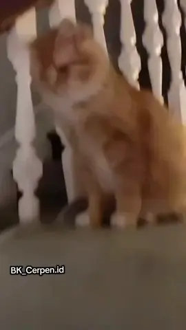 Kucing oren 😹 #KucingOren #meresahkan  #Fyp #Joget #sioyen 