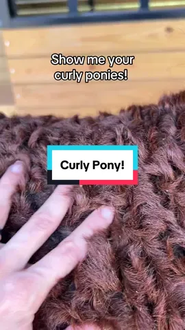 TT do your thing. Put your pictures in the comments! I wanna see them! #horsegrooming #bashkircurly #curlyhair #curlyhorses #horsepeople 