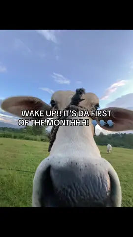 #4u #fyp #xybca #blowthisup #nnn 