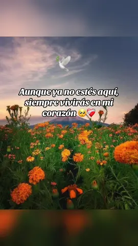 Mientras tenga vida hermano jamás te va a faltar tu altar y te espero con ansias a que vengas a visitarme 🥺💔🕊️#coco #diademuertos #dayofthedead #rip #recuerdame 