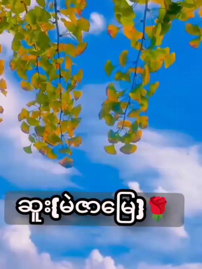 #ဆူး {မဲဇာမြေ}🌹 #မတင်တာကြာလို့viewတွေရှယ်ကျ 