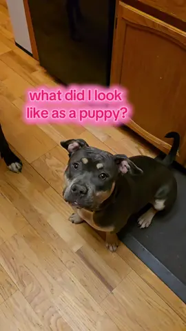 she was so tinyyy #americanbully #indigo #dogsoftiktok #dogtok 