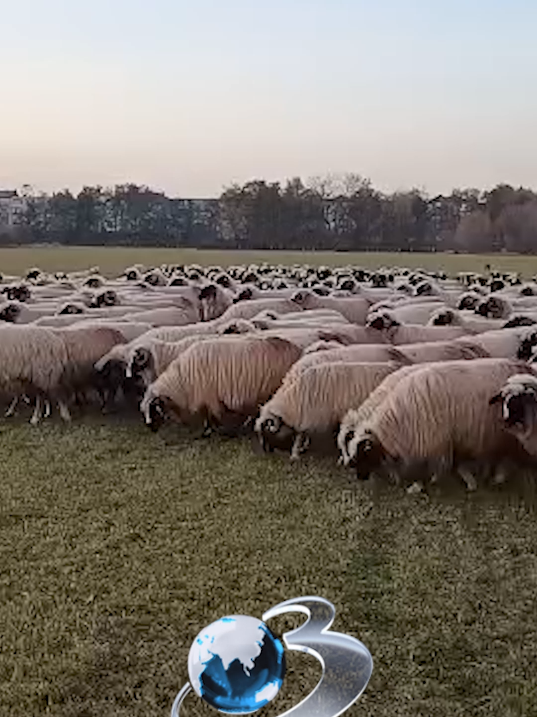 Oile Breze din Bucovina!