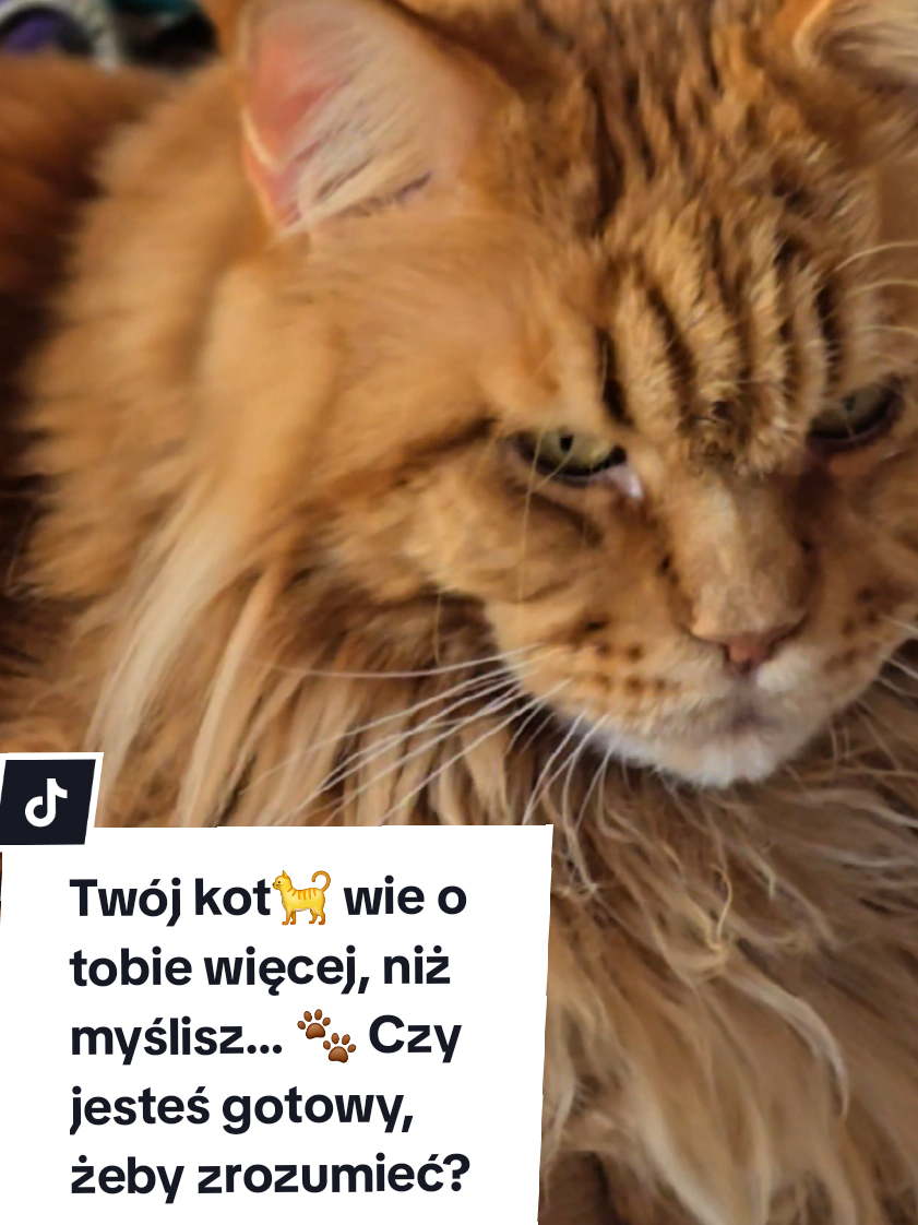 Co kot chciałby, abyś wreszcie zrozumiał?” – siedem kocich tez w jednym filmie! 😼 Twój kot nie ignoruje cię – jego pole widzenia wynosi 280°, a słuch jest 3 razy lepszy niż twój, więc widzi i słyszy więcej niż myślisz. Kiedy wołasz jego imię i nie odpowiada, to nie bunt, tylko selektywna uwaga. Nie chce leżeć na twoim łóżku ani kanapie? A może chce – jego przodkowie pochodzili z pustyni, a instynkt chroni cię, kiedy śpisz długo. Twój kot czyta twoje emocje – wie, kiedy jesteś zły, i prosi: nie bij mnie! Chodzi po twojej klawiaturze, kiedy pracujesz, bo to jego sposób na interakcję i obecność. Wie, że jest kosztowny i wymaga dużo pracy, ale on może ofiarować ci dekadę, a może więcej swojego towarzystwa. Zrozum wreszcie, że kot nie prosi – on daje, obserwuje i uczy, jak żyć z pazurem i humorem. 🐾 Znasz swojego kota naprawdę? 😼 Zostaw komentarz! Prześlij film innym kociarzom, którzy tego nie wiedzą.  #kot #kocieżycie  #mainecooncat  #catcare  #majkunoweuniwersum 