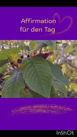 Gute Gedanken für den Tag  ✨ Ich bin Teil des großen Kreislaufs des Lebens ✨   Heute teilt die Wildkirsche aus Schwäbisch Hall eine berührende Botschaft mit uns – über den großen Kreislauf des Lebens und unsere tiefe Verbindung zu allen göttlichen Wesen.   Du bist nicht allein. Niemals.   Wenn du dich verloren fühlst, erinnere dich:   Du bist Teil des Ganzen – verbunden mit den Bäumen, den Pflanzen, den Steinen, dem Meer...   Alles lebt in einem großen Miteinander. Sprich mit mir:   „Ich bin Teil des großen Kreislaufs des Lebens.“   Fühle die Kraft der Natur, die dir Frieden, Freude und Geborgenheit schenkt.   🌳 Speichere dir dieses Reel und kehre immer wieder zu dieser Botschaft zurück   🌳 Kommentiere gerne, von welchem Baum du dir eine Botschaft wünschst   🌳 Teile diesen Beitrag mit einer Seele, die sich nach Verbundenheit sehnt   In Liebe  Barbara  🕊 Beratungen · Engelbotschaften · Tiergespräche · Heilbehandlungen  📌 Wichtige Termine:  🐾 Seminar „Tierkommunikation & energetische Tierheilung