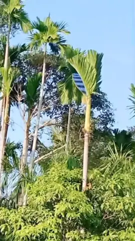 #pasukan_panglima_sagoe  #gelayangaceh  #fyp  #fypberandamu  #fyppppppppppppppppppppppp 