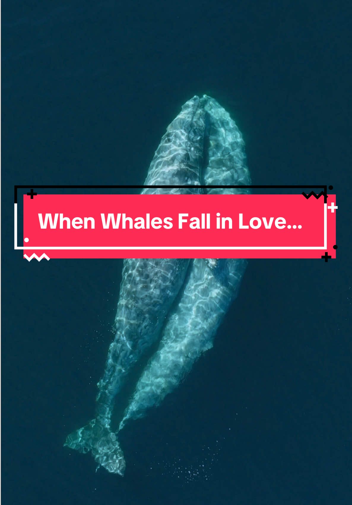 They love just like we do 💙 Viewed on tour with Gone Whale Watching in San Diego 🐋 #gonewhalewatching #drone #naturetiktok #LoveIsLove 