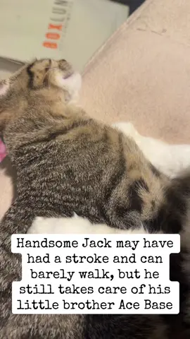 Handsome Jack still takes care of his little brother even though he can barely care for himself. I just love them both so much. Mad Moxxi is off being Moxxi. Idk where she is. Probably being mean in the mirror. #catsoftiktok #kittensoftiktok #friday #staypositive #goodvibesonly 