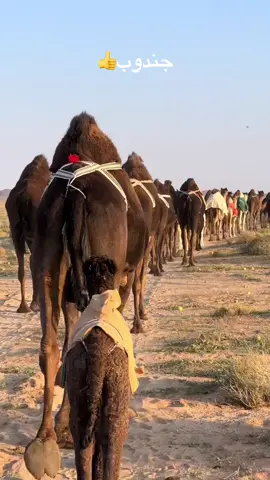 #حرش_العراقيب #الذود_افلح_من_ذكر_الله 