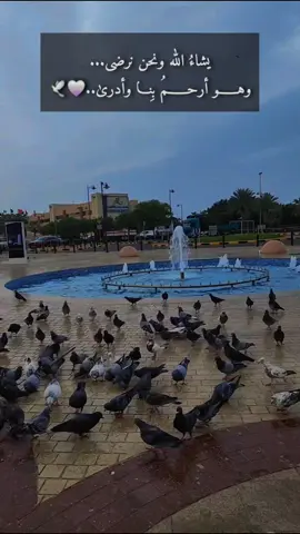 #creatorsearchinsights #تصويري_احترافي_الاجواء👌🏻🕊😴 #fypシ #foryoupage #fypシ゚viral🖤tiktok☆♡🦋myvideo 