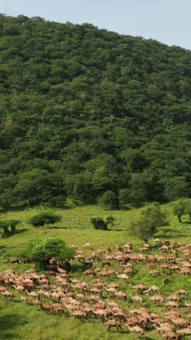 #ظفار_صلاله_سلطنة_عمان #اكسبلور_تيك_توك #المملكه_العربيه_السعوديه🇸🇦 #الامارات_العربية_المتحده🇦🇪 #بكستان🇵🇰 