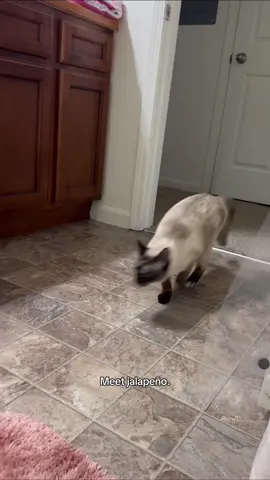 Jalapeño brings a certain “special-ness” to the household. - we got her from the shelter and she was bottle fed because she didn’t have a mother - we blame all her issues on that. 🤣 #cat #funnycat #siamese #catfail #elderemo 