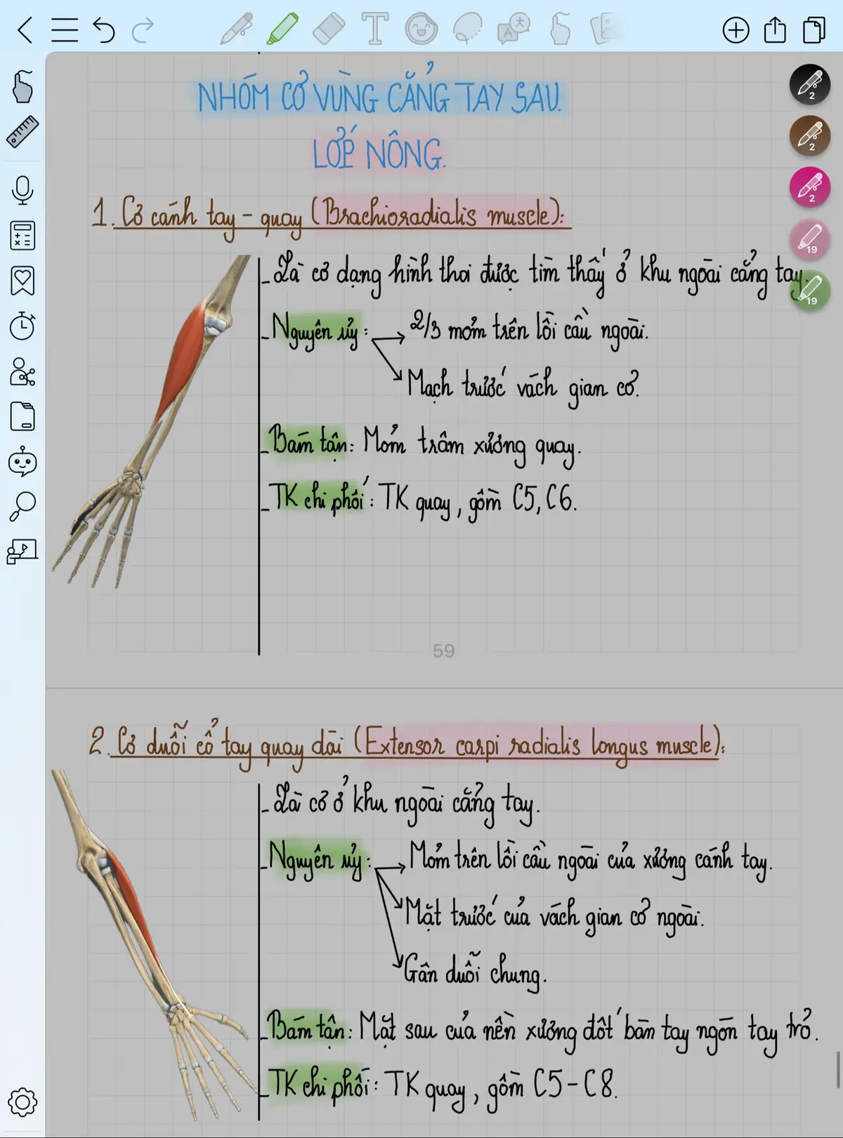 📍Mình chỉ lấy tài liệu đã đọc/học qua và hình ảnh giải phẫu từ app rồi note ra cho dễ .Nên mng thấy dễ học dễ nhớ thì mình share file ạ chứ k bán . Đương nhiên k tránh đc mình viết có sai sót hỗ trợ nhau học hen thén kiều ☺️ 🩵Nhóm cơ vùng cẳng tay sau (extensor group) 🔹 Lớp nông: 	1.Cơ cánh tay quay (brachioradialis) → gấp cẳng tay (dù nằm ở vùng sau). 	2.Cơ duỗi cổ tay quay dài (extensor carpi radialis longus) → duỗi & nghiêng cổ tay về phía quay. 	3.Cơ duỗi cổ tay quay ngắn (extensor carpi radialis brevis) → duỗi cổ tay. 	4.Cơ duỗi các ngón tay (extensor digitorum) → duỗi ngón 2–5. 	5.Cơ duỗi ngón út (extensor digiti minimi) → duỗi ngón út. 	6.Cơ duỗi cổ tay trụ (extensor carpi ulnaris) → duỗi & nghiêng cổ tay về phía trụ. 🔹 Lớp sâu: 	7.Cơ ngửa (supinator) → ngửa cẳng tay. 	8.Cơ dạng ngón cái dài (abductor pollicis longus) → dạng ngón cái. 	9.Cơ duỗi ngón cái ngắn (extensor pollicis brevis) → duỗi đốt gần ngón cái. 	10.Cơ duỗi ngón cái dài (extensor pollicis longus) → duỗi đốt xa ngón cái. 	11.Cơ duỗi ngón trỏ (extensor indicis) → duỗi ngón trỏ. ➡️ Chức năng chính: duỗi (extension) cổ tay, ngón tay, ngửa (supination) cẳng tay. ➡️ Chi phối bởi: thần kinh quay (radial nerve). ➡️ Nhóm cơ vùng cẳng tay sau là nhóm cơ đối kháng và cân bằng cho nhóm cơ gấp ở mặt trước. #hocycogivui🧑🏻‍⚕️👩🏻‍⚕️💙  #forearmmuscles  #humananatomy  #collanote  #giaiphaucothenguoi 