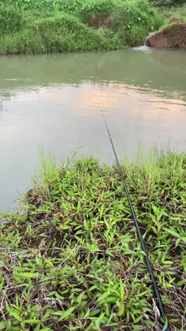 God bay sayang aku mancing#infosepotmancing #xbcyza 