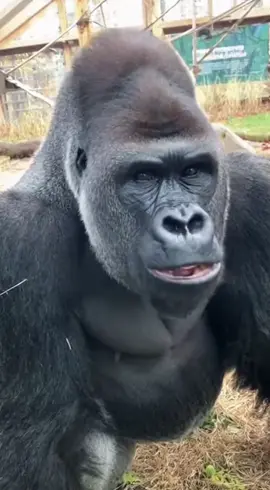 No bananas #viral #gorilla 