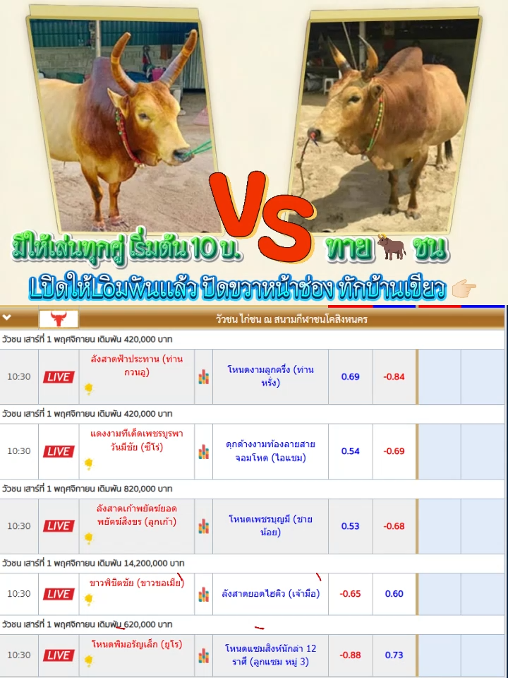 คู่เอกของสนามมั่นใจคู่ไหน ปัดขวาทักบ้านเขียวได้เลย มีให้เล่นทุกคู่#สนามชนโคสิงหนคร #ขาวพิชิตชัย #ลังสาดยอดไฮคิว_เจ้ามือ🎲🃏 #วัวใต้ #วัวล้าน #วัวชนวันนี้ #สนามวัวชน #ฟีดดดシ #อย่าปิดการมองเห็น #แทงวัวชน #วัว #ดูวัวชนสด