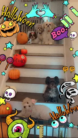 #fyp #nanabanana1932 #happyhalloween #dogs #halloweenlook 