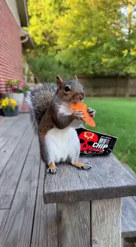 squirrel eating hot chip #fyp  #sora #squirrel #hotchip #Viral 