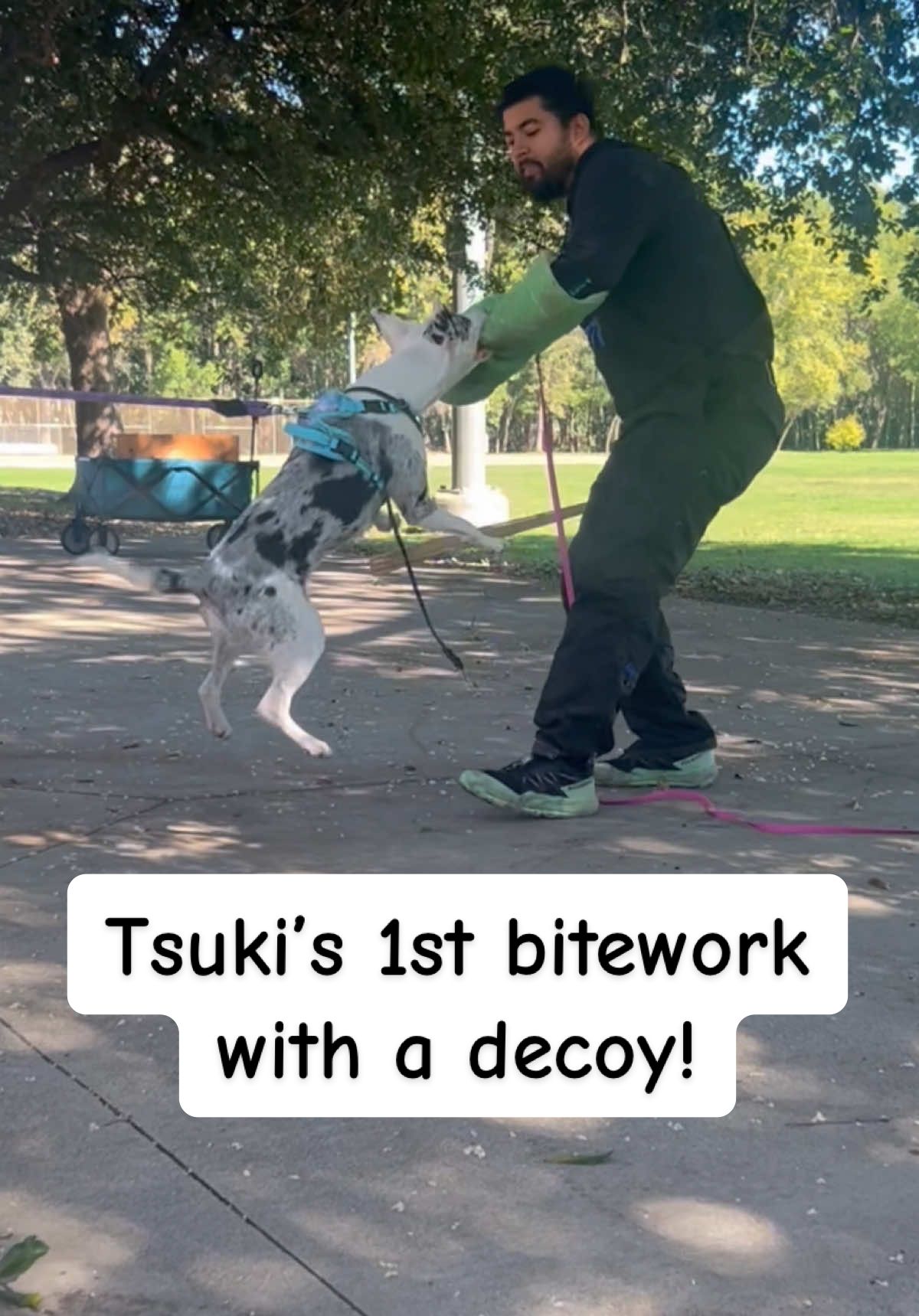 Tsuki’s first real bitework session and she acted like a total badass! 🔥🐉 Today she got to work with a real decoy, the amazing Juan Hidalgo and let me tell you, she made it look EASY. This was her very first time seeing a bite sleeve (outside of my wedge and puppy pillow), her first time working with a stranger, AND her first time training at a completely new park. Did she care? Not even a little. 😂 She marched right up like, “Sup, I’ve done this a thousand times.” Juan was phenomenal at setting her up for success and really helping shape her understanding of the work, it’s so cool seeing the foundations I’ve built come to life in a totally new context! After seeing her in action (and watching some of her obedience), he said she’s ready to start adding pressure and getting to what I call the FUN STUFF. 👀💪 We both agree, IPO/IGP is 100% her sport. I can’t wait to watch her confidence and drive explode from here. This little powerhouse is just getting started. ⚡️🐾 #BiteworkBaby #BuildingFoundations #PowerInPlay #DogTrainerLife  #ipo 