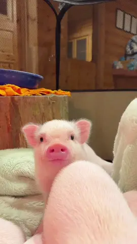 Cute little piggy#pigs #pig 